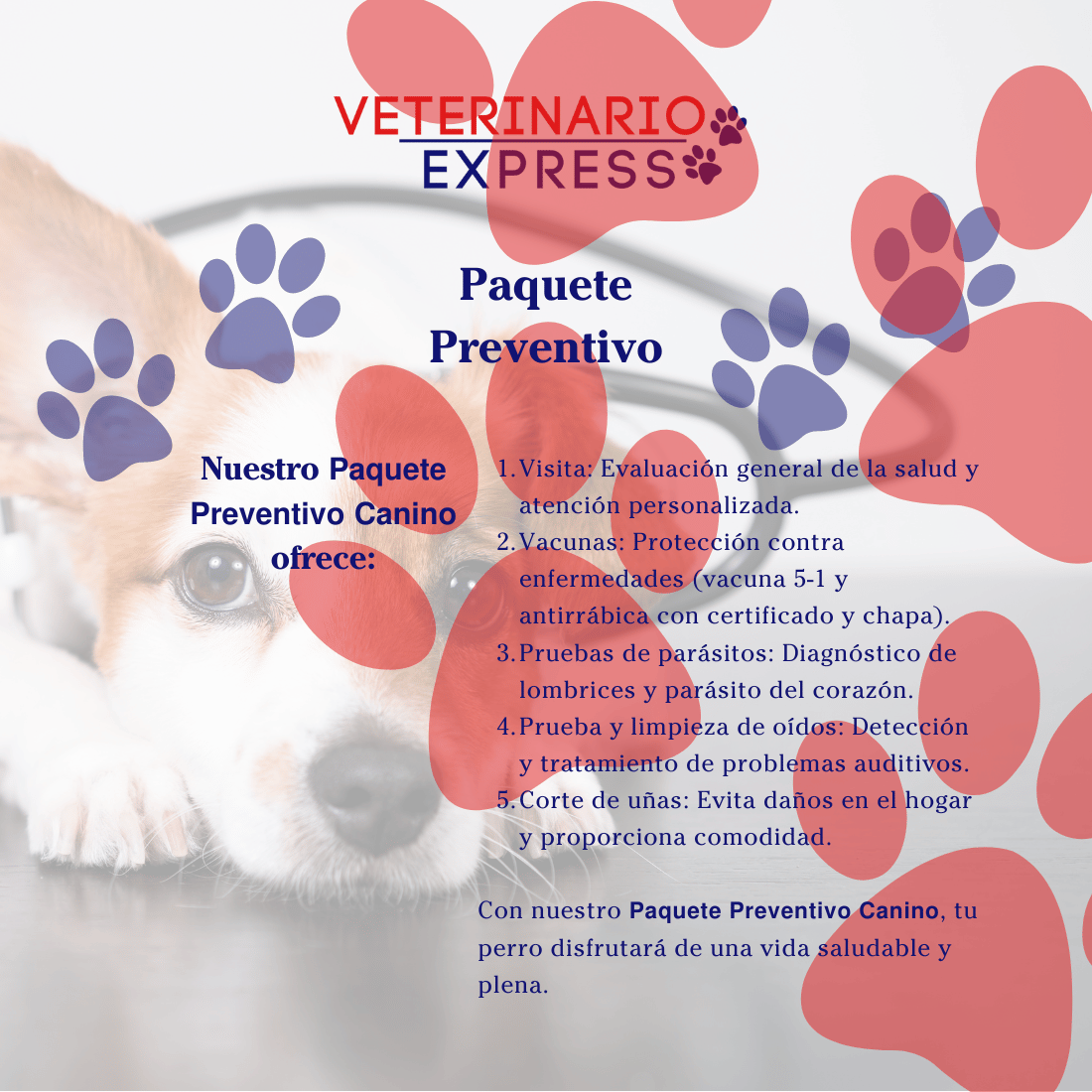 Paquete Preventivo De Perros