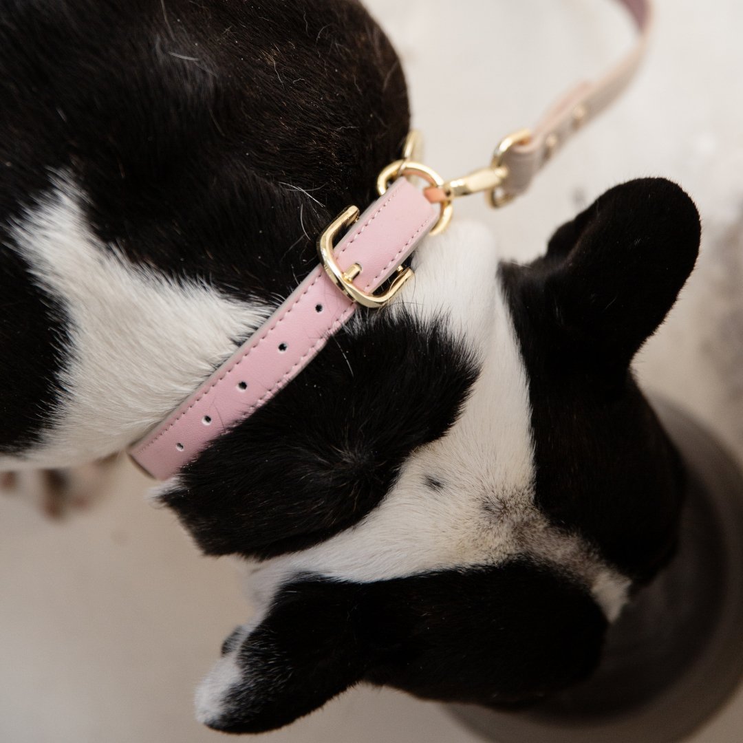 Collar - Compatible con AirTag – Cuero Vegano – Cupertino