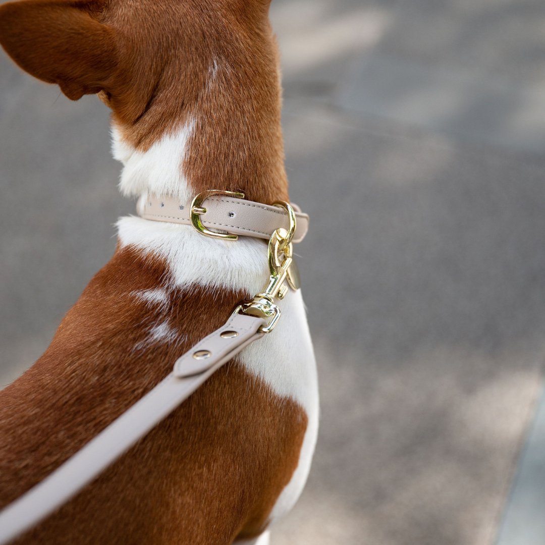 Collar - Compatible con AirTag – Cuero Vegano – Cupertino