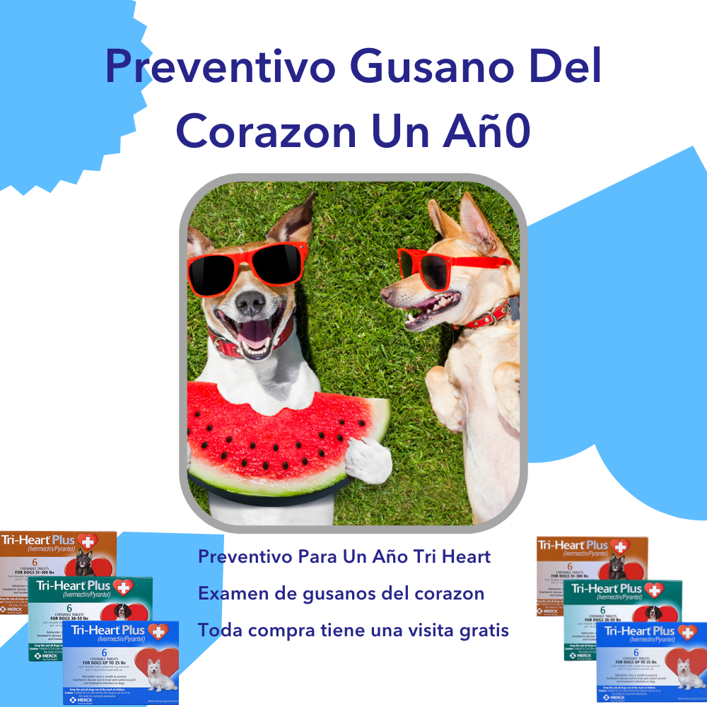 OFERTA - PREVENTIVO DE PARASITO DEL CORAZON (PARA UN AÑO)