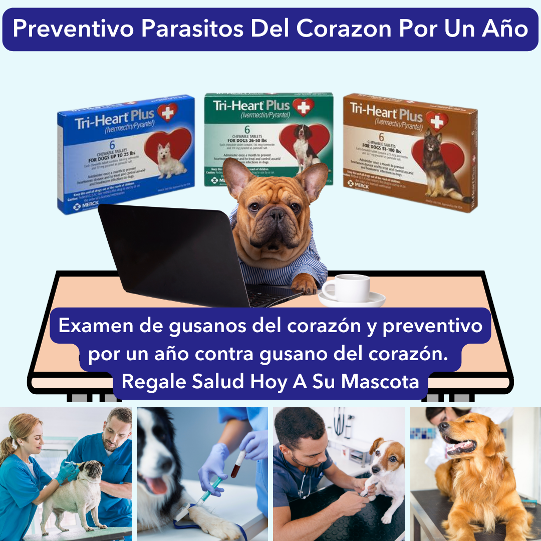 OFERTA - PREVENTIVO DE PARASITO DEL CORAZON (PARA UN AÑO)