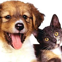 PAQUETE CORTE DE UÑAS Y VACIADO DE GLÁNDULAS ANALES