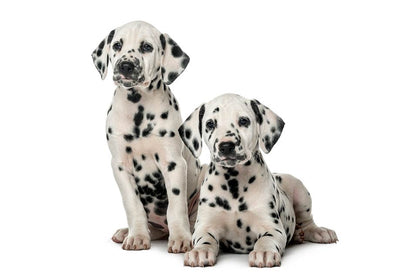 Puppy Pack de Vacunas