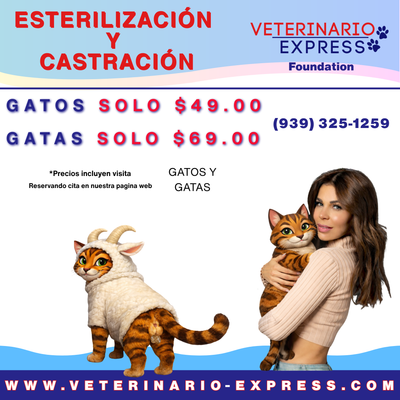 Castratón Humacao a Bajo Costo